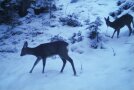 Rehwild in der Dämmerung