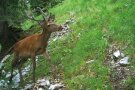 Junger Rotwildhirsch im Karwendel
