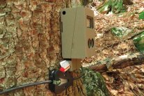 Wildkamera, die an einem Baum hängt