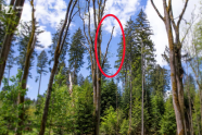 Foto im Wald. Eine abgestorbene Baumkrone ist rot eingekreist.