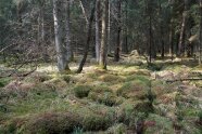 Waldstück mit unebenen mit Moos bedecktem Boden.