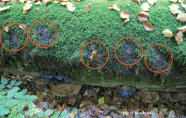 Das Foto zeigt einen mossbewachsenen liegenden Totholzstamm. Es sind "Löcher" in der Moosdecke sichtbar, dort wuchs das Grüne Besenmoos.