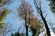 Das Foto zeigt die Kronen von Laubbäumen und bei einigen von ihnen sind die Blätter vertrocknet oder sogar bereits abgefallen.