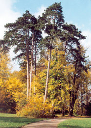 Das Foto zeigt Kiefern im Schloßpark Belvedere, Weimar