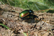 Zwei schwarz-grün schillernde Käfer auf Totholz