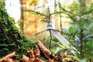 Keimling im Wald.