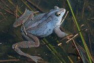 Moorfrosch in einem Gewässer.