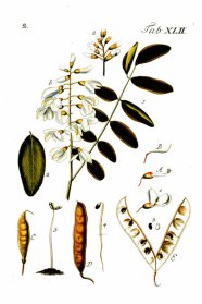 Bestandteile einer Robinie: Samen, Blätter, Blüten