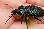 Ein schwarzer Glänzender Käfer auf einer Handfläche.