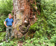 Das Bild zeigt einen alten Baum mit einem sehr dicken Baumstamm, der teilweise mit Moos überwachsen ist. Daneben steht ein junger Mann mit blauem T-Shirt und grüner Hose.