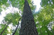 Astfreier hoher und dicker Stamm eines Baumes der Ferkelnuss von unten nach oben fotografiert