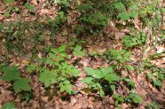 Verschiedene Keimlinge auf dem Waldboden.