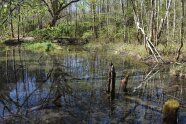 Gewässer mit Bewaldung in und am Rand des Wassers.