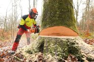 Ein Waldarbeiter fällt mit einer Motorsäge einen Baum.