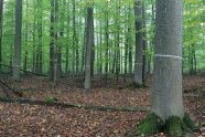 Buchenmischbestand mit vereinzelten markierten Bäumen.
