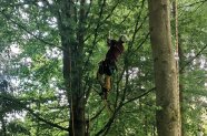 Ein Mann klettert in einer Baumkrone mit Klettertechnik gesichert