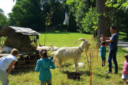 Eine Ziege steht am Zaun, auf der anderen Seite einige Kinder