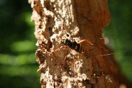 Hornissartiger Käfer auf einem Stamm