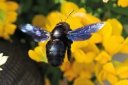 Schwarze Biene im Anflug auf gelbe Blumen.