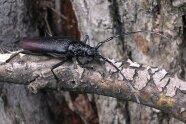 Ein dunkler langer Käfer auf einem Stock.