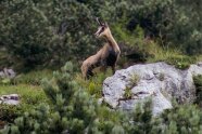 Gams auf einem Steinplateau mit Kiefern im Vorder- und Hintergurnd.