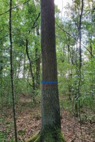Ein hoher und gerader Baum, der mit einem blauen Band um den Stamm gekennzeichnet wurde