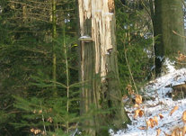 Morscher, abgebrochener Baumstamm im Wald