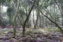 urwaldartiger, stechpalmen-dominierter Wald mit Farn als Unterwuchs
