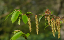 Ästchen mit den weiblichen und männlichen Blüten