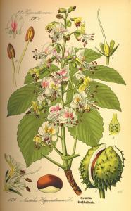 Kolorierte Detailzeichnung von einer Kastanienblüte, mehreren Blütenbestandteilen und der Frucht.