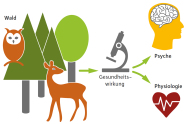 Grafik die das Forschungsfeld veranschaulichen soll: der Wald, gekennzeichnet durch viele Nadelbäume und einen Laubbaum sowie eine Eule und Reh, übt eine Gesungheitswirkung auf die Psyche und Physiologie des Menschen aus.