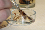 Käfer wird mit Pinzette im Glas abgesetzt.