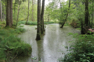 Ein gefluteter Wald