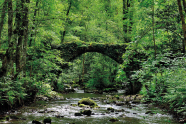 Ein artenreicher Wald mit einem seichten, breiten Bach; darüber eine zugewucherte Bogenbrücke