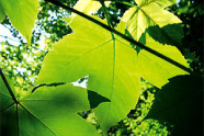 LWF Wissen 62 - Baumarten-Special: Ahorne - die "Zuckerbäume"