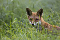 Fuchs hinter Gras